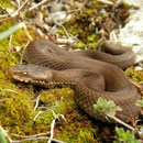 Cantabrische adder (Vipera seoanei) juveniel