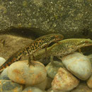 Italian Newt (Lissotriton italicus)
