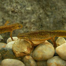 Montandon's Newts (Lissotriton montandoni)
