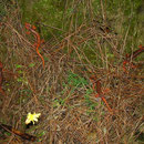 Fazilae's Salamanders (Lyciasalamandra fazilae) can be found in great densities.