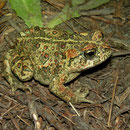 Western Toad (Anaxyrus boreas)