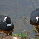 Red-knobbed Coot (Fulica cristata) 