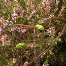 Boomkikkers (Hyla arborea) tussen de heide