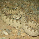 Sidewinder (Crotalus cerastes)
