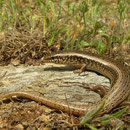 Parelskink (Chalcides ocellatus)