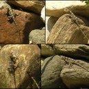 Hardoens (Laudakia stellio)