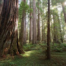 A beautiful Redwood stand at the Smith River.