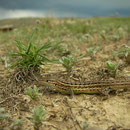 Spaanse zandloper (Psammodromus hispanicus) met op de achtergrond het naderende onweer