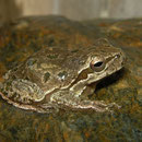 Tyrrheense boomkikker (Hyla sarda) #1