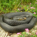 Western Whip Snake (Hierophis viridiflavus)