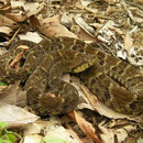 fer-de-lance (Bothrops atrox)