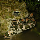 Groene padden (Bufo viridis) amplex