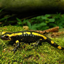 Vuursalamander (Salamandra salamandra) 