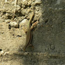 Kreta muurhagedis (Podarcis cretensis)
