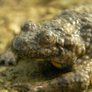 Geelbuikvuurpad (Bombina variegata)