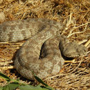 Blunt-nosed Viper (Macrovipera lebetina schweizeri)