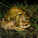 Gewone padden (Bufo bufo) orgie