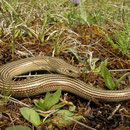 Gestreepte hazelskink (Chalcides striatus)