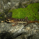 Irfan's Salamanders (Lyciasalamandra irfani) juvenile