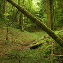 Fire Salamander habitat