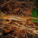 Arikan's Salamander (Lyciasalamandra arikani)