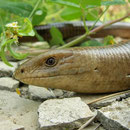 Scheltopusik (Ophisaurus apodus thracius)