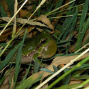 Boomkikker (Hyla arborea) roepend mannetje