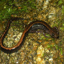 Goudstreepsalamander (Chioglossa lusitanica)