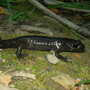 Northwestern Salamander (Ambystoma gracile)