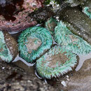 Sea anemones