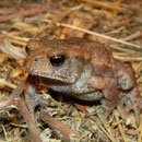 Gewone pad (Bufo bufo)