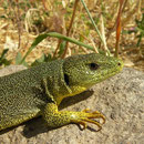 Balkan Green Lizard (Lacerta trilineata hansschweizeri)