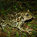 Eastern Spadefoot (Pelobates syriacus)