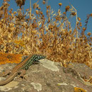 Milos Wall Lizard (Podarcis milensis)