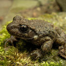 Vroedmeesterpad (Alytes obstetricans)