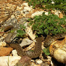 Black Whip Snake (Dolichophis jugularis) juvenile
