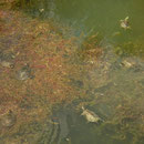 Roodwangschildpadden en Balkanbeekschildpadden