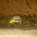 Red-spotted Toads (Anaxyrus punctatus) in amplexus
