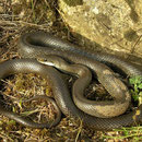 Aesculapian Snake (Zamenis longissimus)
