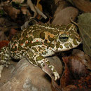 Green Toad (Bufotes viridis balearicus)
