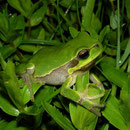Tree frog (Hyla arborea)