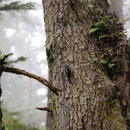 Hairy Woodpecker (Picoides villosus)