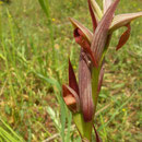 Serapias parviflora
