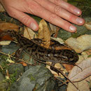 Pacific Giant Salamander (Dicamptodon tenebrosus) size comparison