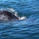 Humpback Whale (Megaptera novaeangliae)