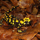 Corsicaanse vuursalamander (Salamandra corsica)