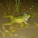Groene kikker (Pelophylax spec.) roepend