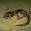 Sette Fratelli grottensalamander (Speleomantes sarrabussensis)