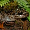 Pacific Giant Salamander (Dicamptodon tenebrosus) 