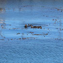 Sea Otters (Enhydra lutris) sleeping in the kelp.